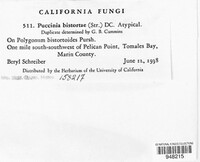 Puccinia bistortae image